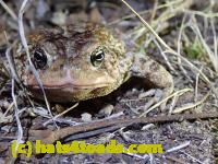 /home//u458753944/public_html/sourcegallery/////Roxborough Toad Detour/2021/2021-03-26/P3260034.JPG